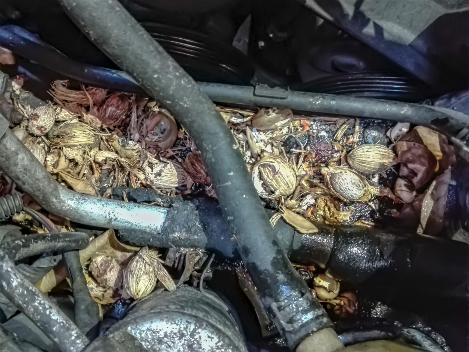 Idle vehicles and rodents: putting your cleaning to the test - Indie Garage